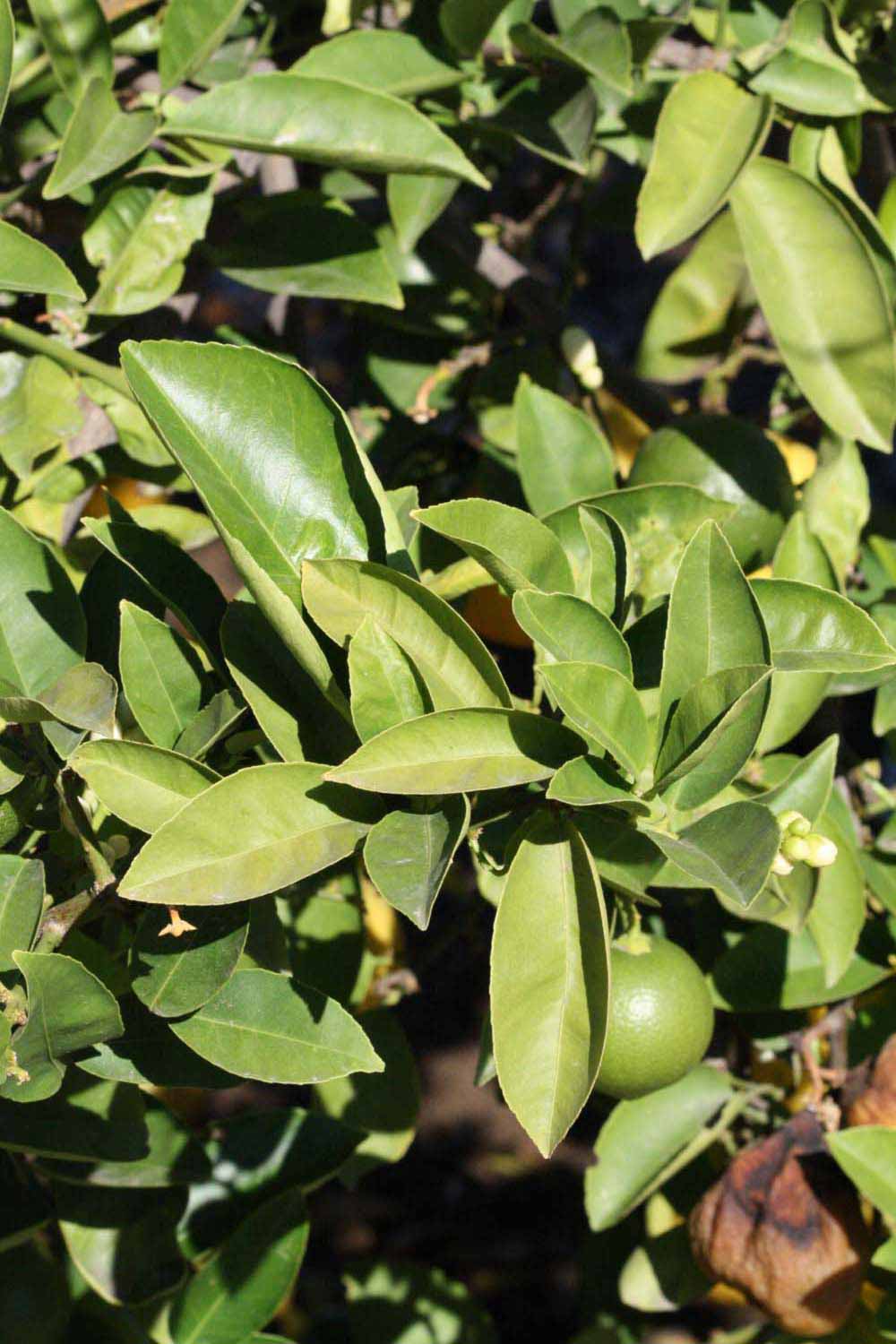              Sun leaves (Riverside, CA)       